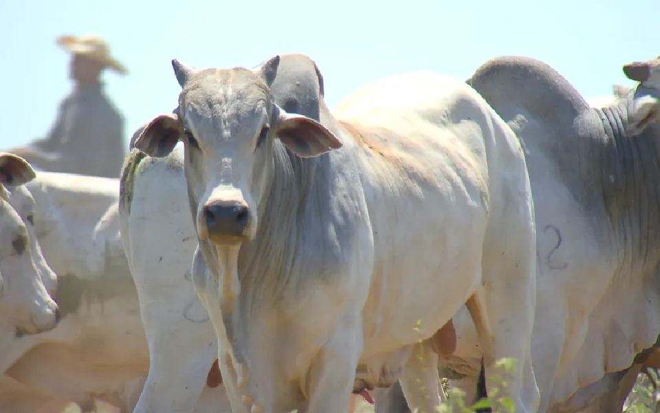 Alta no preço do boi gordo em Rondônia aquece mercado de exportação no início de abril