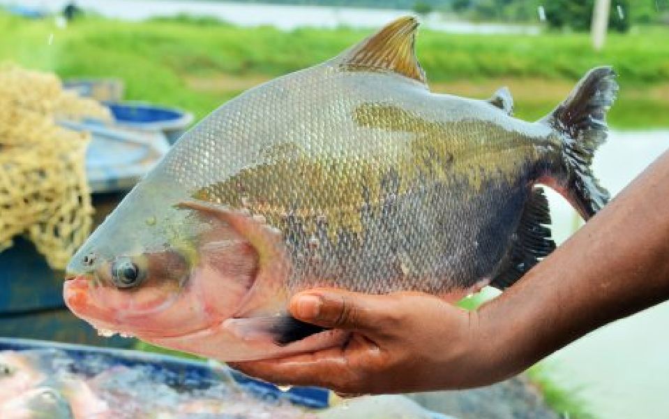 Rondônia lidera produção de peixes nativos e registra alta na demanda durante a Semana Santa